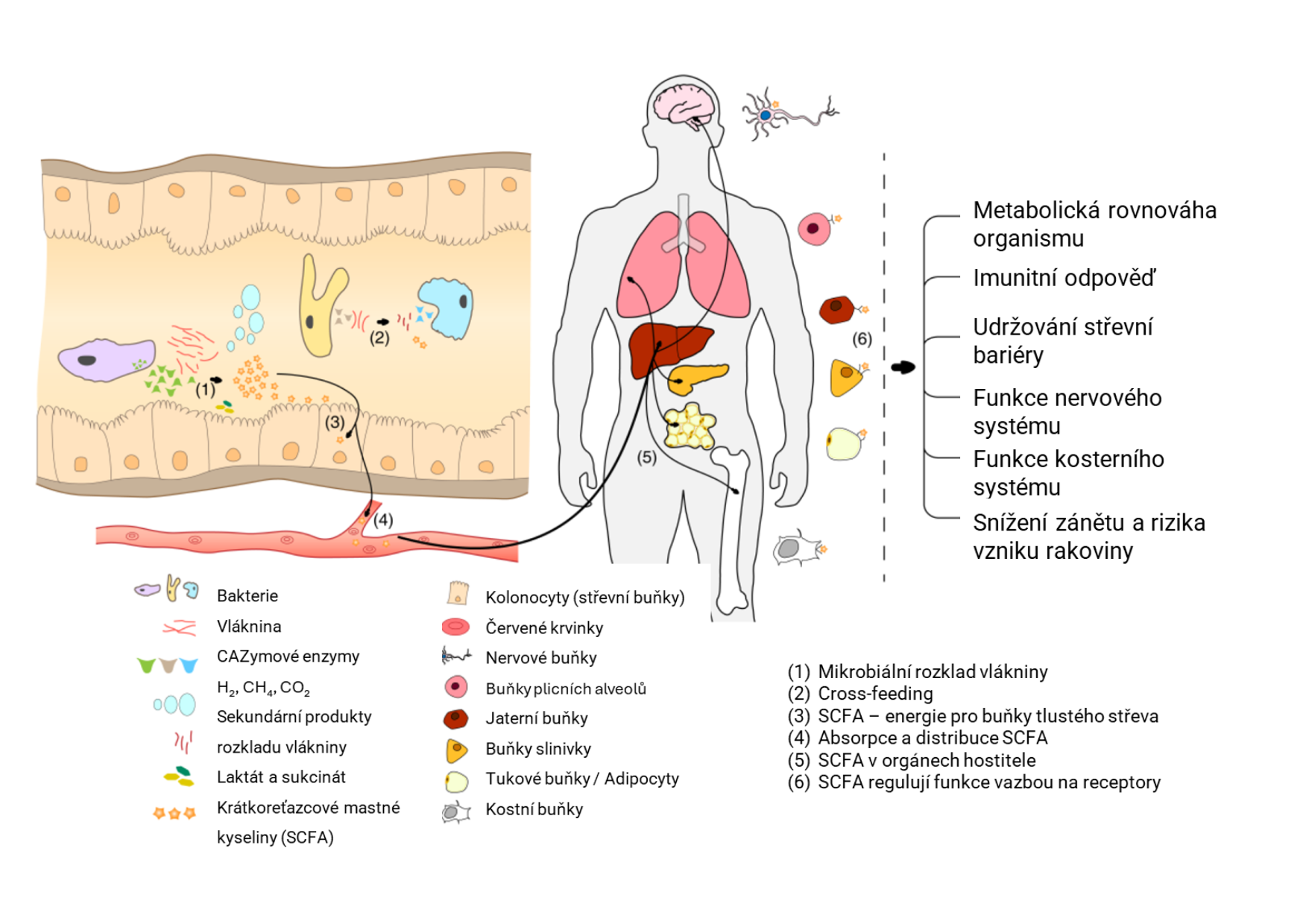 Fermentace vlákniny