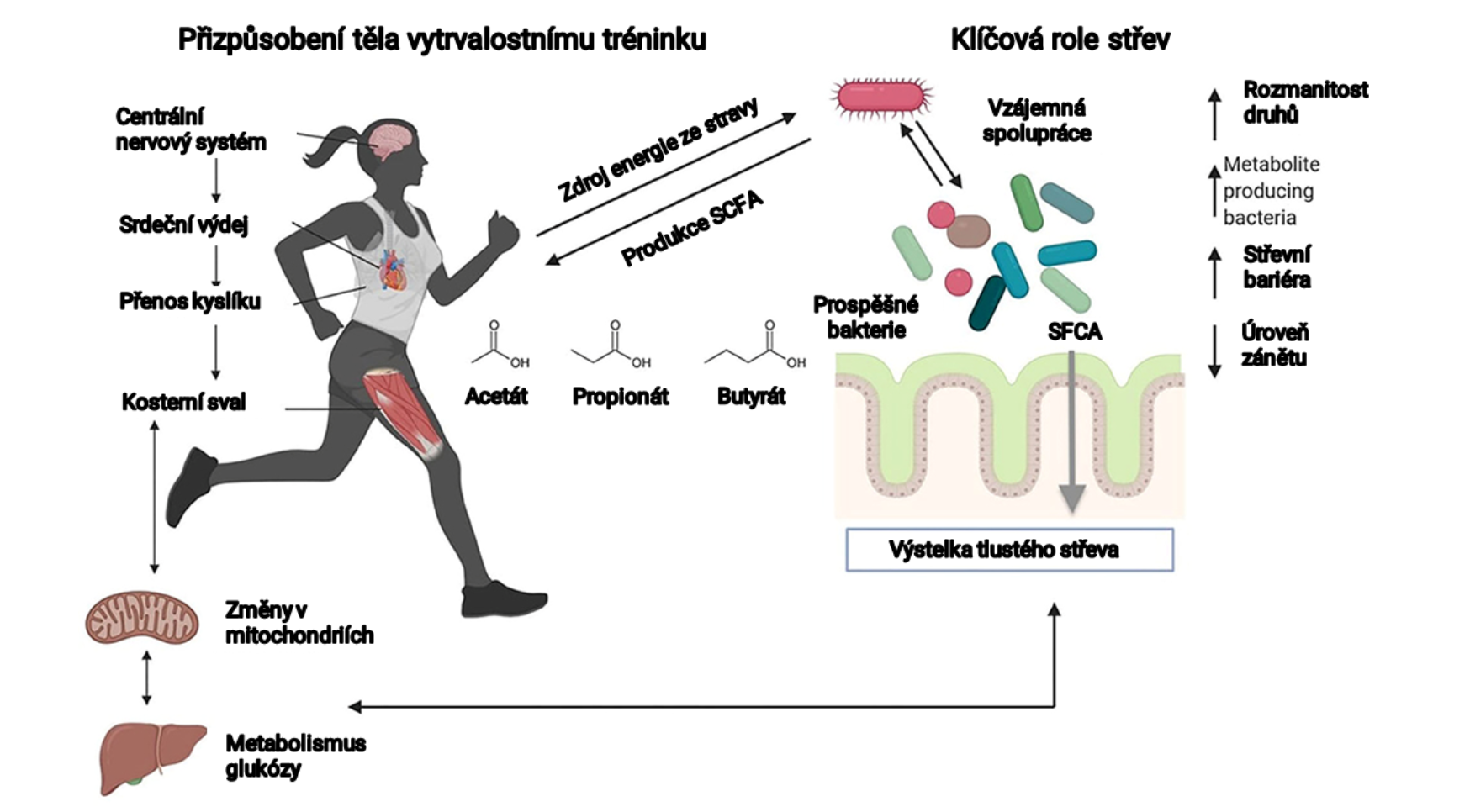 Jak ovlivňuje střevní mikrobiom váš trénink?